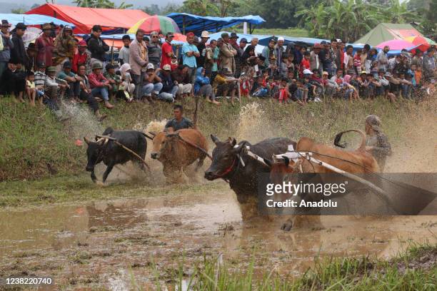 Jockey ride cows during the traditional cattle race " Pacu Jawi " in Tanah Datar district, West Sumatra Province, Indonesia on Saturday, February 5,...