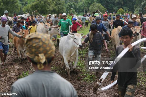 People prepare cows to participate during cattle race "Pacu Jawi " in Tanah Datar disctrict, West Sumatra Province, Indonesia, on February 5, 2022....