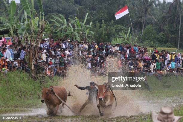 Cattle Racing Cattle Racing Photos and Premium High Res Pictures - Getty Images