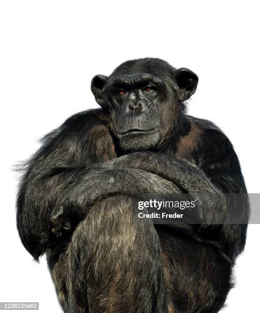 chimpansee - mensaap stockfoto's en -beelden