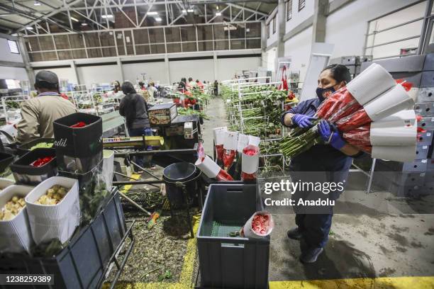 Workers collect roses to be trimmed and packaged for shipment to the US and different Asian and European countries for Valentine's Day at the Redil...