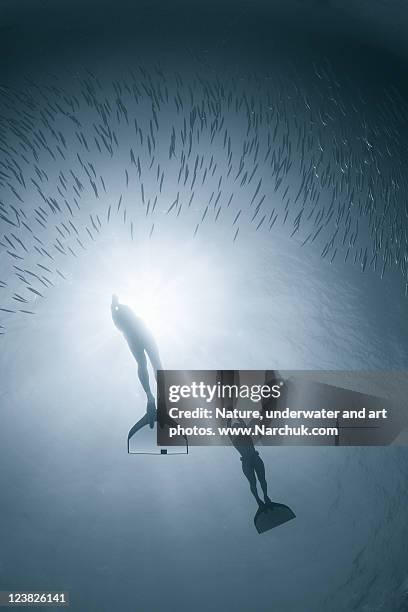 people diving deep in water - free diving stock pictures, royalty-free photos & images