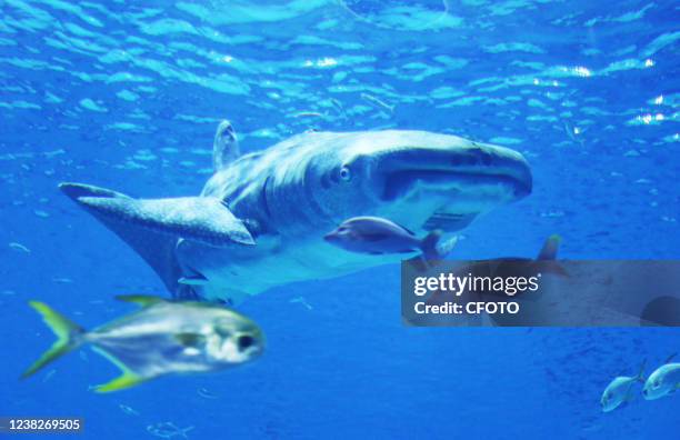 Tourists view the world's first bionic whale shark at the Volcano Shark Museum of Haichang Ocean Park in Shanghai, China, February 4, 2022.