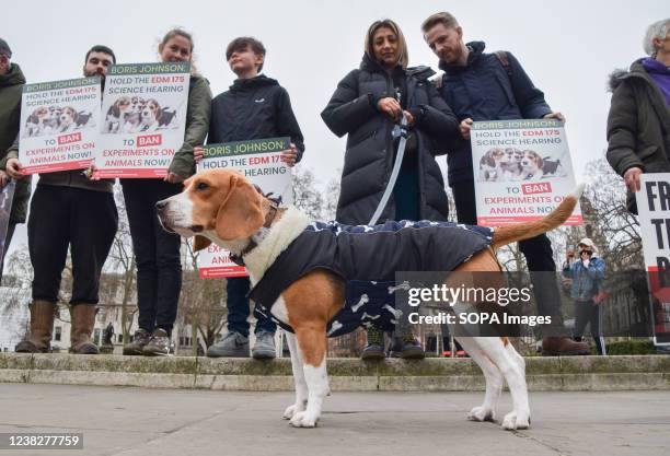 Beagle stands next to activists holding placards demanding that Boris Johnson holds a science hearing to ban animal experiments, during the protest....