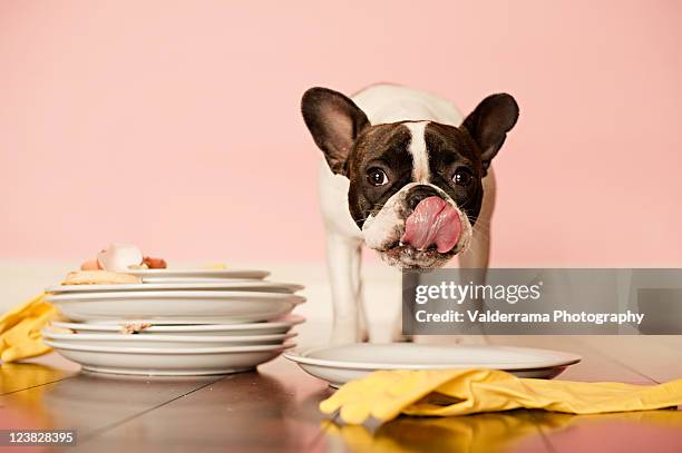 french bulldog licking dirty dishes - service dog stock-fotos und bilder