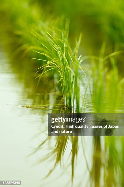 japan rice field - 長岡市 個照片及圖片檔