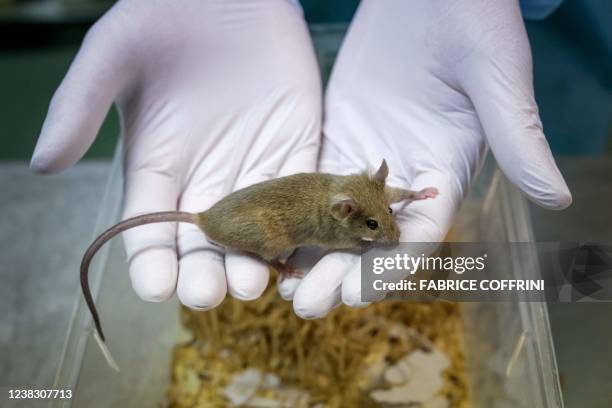 Zootechnician holds a laboratory mouse at the University of Geneva on January 18, 2022. On February 13, 2022 the Swiss citizen will vote for the...