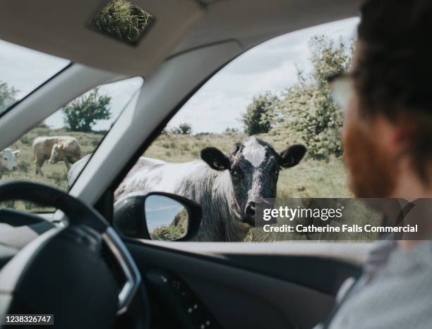 cow looking into car - driver's seat stock pictures, royalty-free photos & images