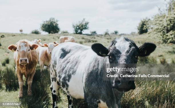 beef cattle - criador de animales fotografías e imágenes de stock