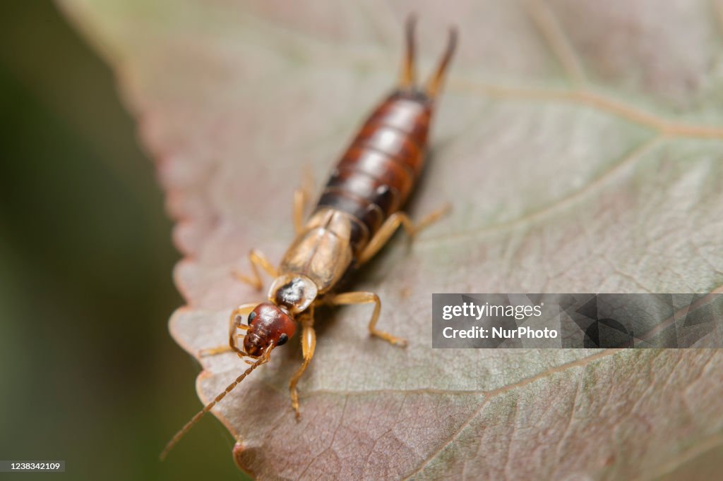 Garden Bugs In New Zealand