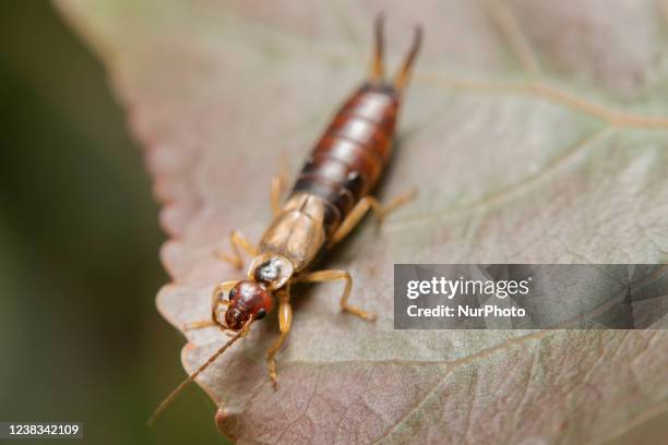 An earwig on a leaf in a garden in Lincoln, New Zealand on February 10, 2022.