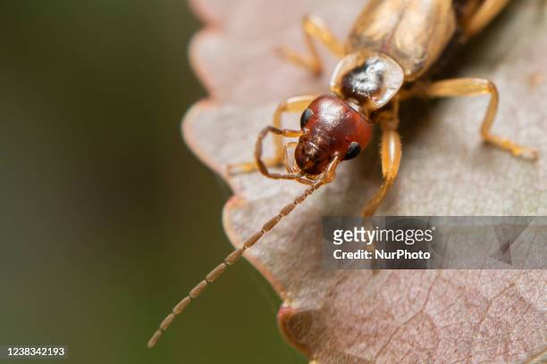 An earwig on a leaf in a garden in Lincoln, New Zealand on February 10, 2022.