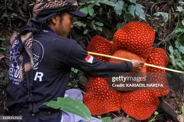 An environmental activist measures a blooming Rafflesia, one of the largest flowers in the world, in a forest near the village of Saniangbaka in...