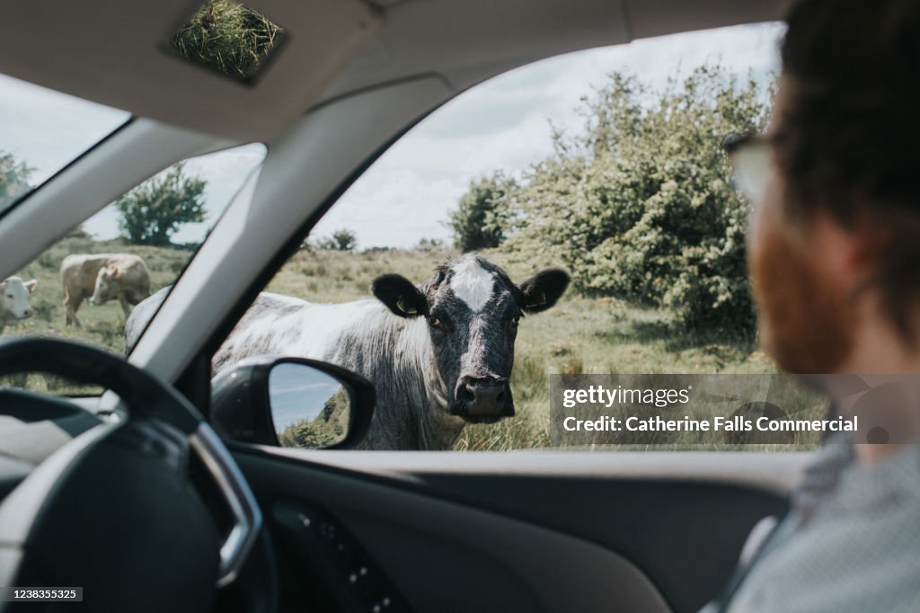 Cow looking into Car