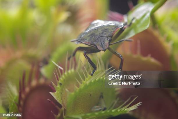 Shield bug also known as green vegetable bug or stink bug walks on a carnivorous plant of the Venus flytrap species in Lincoln, New Zealand on...