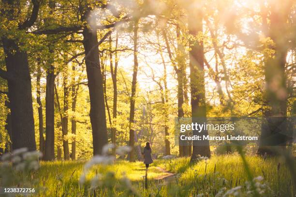 Woods Path Spring Spring Walking Path Photos and Premium High Res Pictures - Getty Images