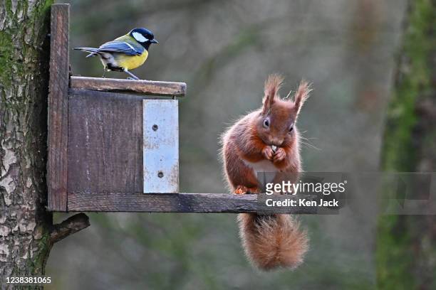 Great tit waits its chance to pick up crumbs as a red squirrel feeds at RSPB Loch Leven Nature Reserve, on February 11 in Kinross, Scotland.