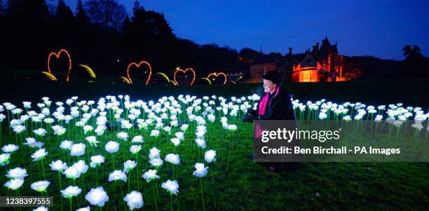 White glowing roses are placed in the ground at the new illuminated trail "Ignite: A trail of light, lanterns, fantasy and fire?" at National Trust's...