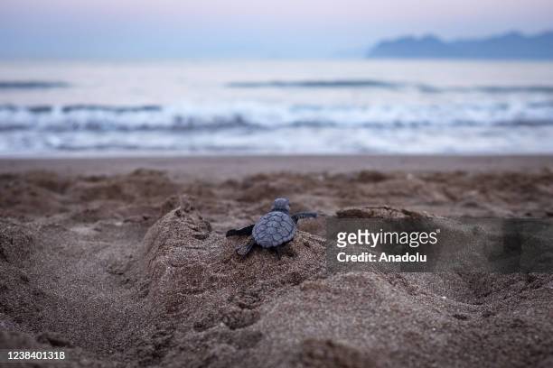Baby turtle moving towards sea as veterinarians and volunteers of Sea Turtles Research Rescue and Rehabilitation Center , continue their conservation...