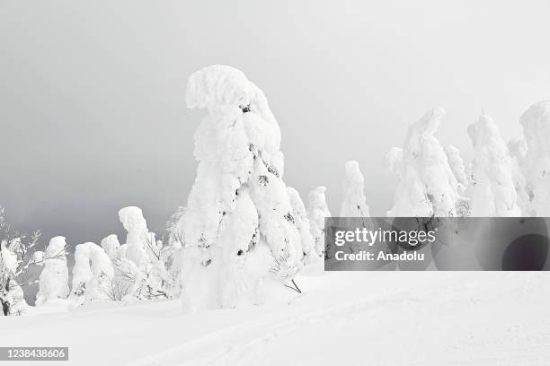 Frost-covered conifers, called Snow Monsters, Juhyo in Japanese, decorate the snowy landscape of Mount Zao on Feb. 8 at Mont Zao, in Yamagata...