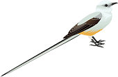vector Scissor tailed Flycatcher illustration
