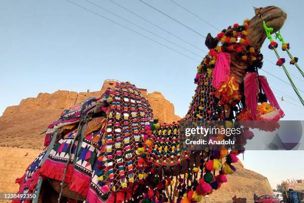 Camel is seen as Rajasthani artists wearing traditional costumes take part in the Desert Festival Celebrations in Jaisalmer, Rajasthan, India on...