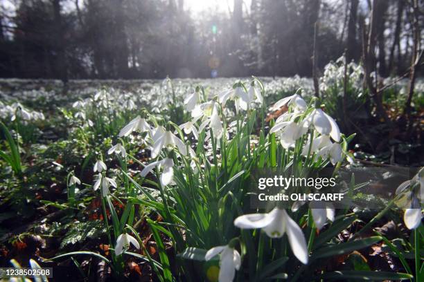 Photograph taken on February 15, 2022 shows a carpet of snowdrops in the grounds of Burton Agnes Hall, near Bridlington, northern England on February...