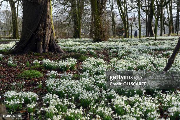 Photograph taken on February 15, 2022 shows a carpet of snowdrops in the grounds of Burton Agnes Hall, near Bridlington, northern England on February...