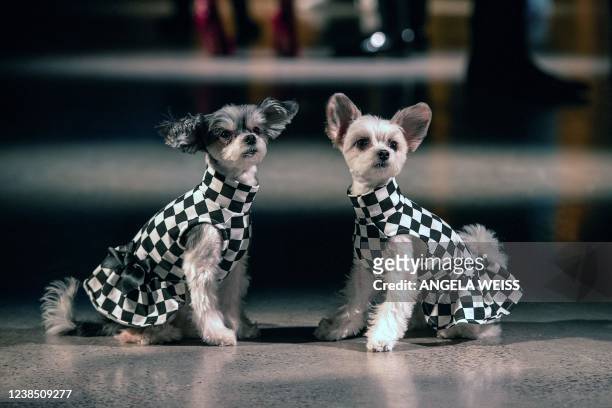Two dogs sit on the runway before the Bibhu Mohapatra show during New York Fashion Week at Spring Studios on February 15, 2022 in New York City.