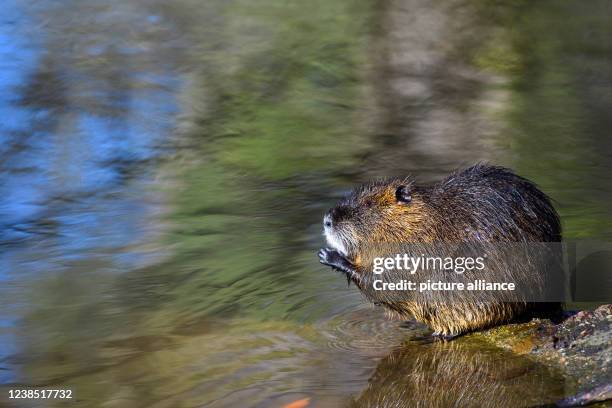 February 2022, Saxony-Anhalt, Halle : A nutria sits on a stone in an arm of the river Saale. Nutrias were once brought to Germany for their fur. Now...