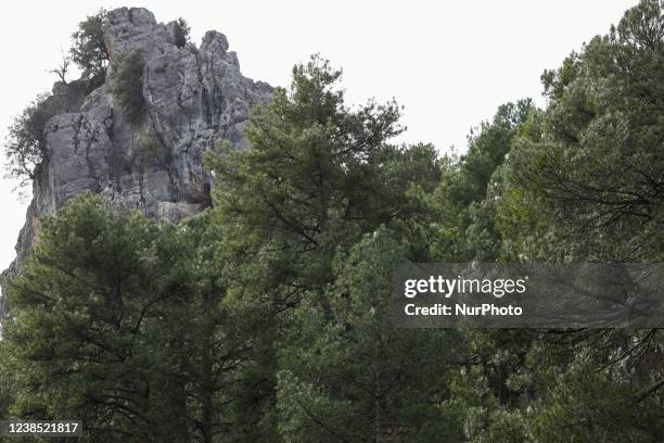 Many white nests of processionary caterpillars are seen on pines in the Sierra de Cazorla on January 2022 in Cazorla, Spain. These small worms are a...