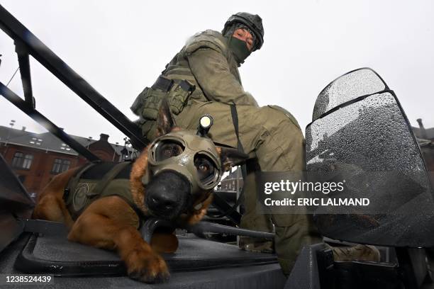 Illustration picture shows a dog and a member of the special units during a celebration of the 50th anniversary of the special units of the federal...