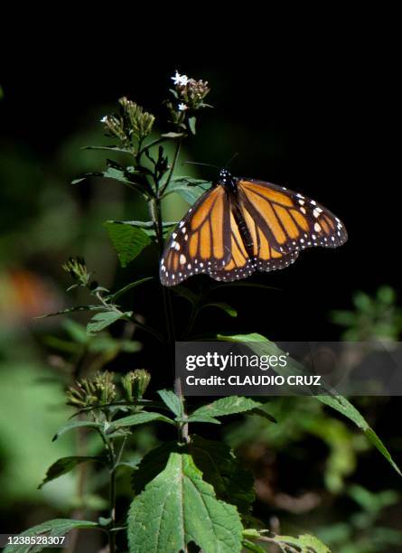 Monarch butterfly is seen at the Rosario Sanctuary -- the winter home of Monarch butterflies -- , in the Ocampo municipality, Michoacan state,...