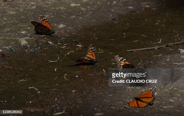 Monarch butterflies are seen at the Rosario Sanctuary -- the winter home of Monarch butterflies -- , in the Ocampo municipality, Michoacan state,...