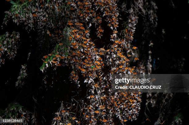 Monarch butterflies are seen at the Rosario Sanctuary -- the winter home of Monarch butterflies -- , in the Ocampo municipality, Michoacan state,...