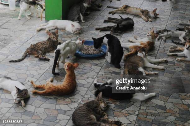 Cats are seen at the shelter house at Rumah Kucing Parung located in Parung, Bogor, West Java, Indonesia on February 2022. Founded in 2014 by Dita...