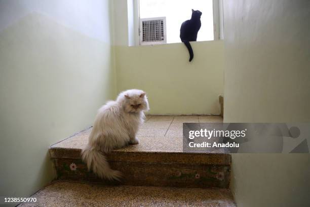 White cat sitting on the ladder and a black cat sitting in front of the window are seen in Cat Museum and Cafe in Tehran, Iran on February 16, 2022....