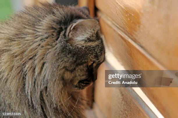 Cat is seen in Cat Museum and Cafe in Tehran, Iran on February 16, 2022. Cat Museum and Cafe, opened in an old house in 2020, hosts 30 cats from...