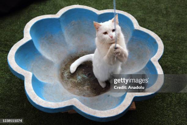Van cat plays with rope in Cat Museum and Cafe in Tehran, Iran on February 16, 2022. Cat Museum and Cafe, opened in an old house in 2020, hosts 30...