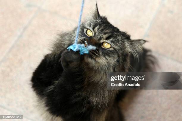 Cat plays with rope in Cat Museum and Cafe in Tehran, Iran on February 16, 2022. Cat Museum and Cafe, opened in an old house in 2020, hosts 30 cats...