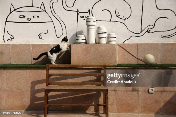 Cat plays with toys in Cat Museum and Cafe in Tehran, Iran on February 16, 2022. Cat Museum and Cafe, opened in an old house in 2020, hosts 30 cats...
