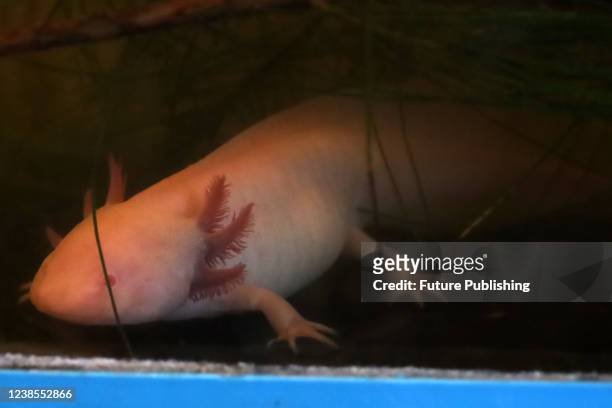 An axolotl in a water tank shortly before being released into the wild as part of a campaign to preserve the endangered species and its habitat. On...