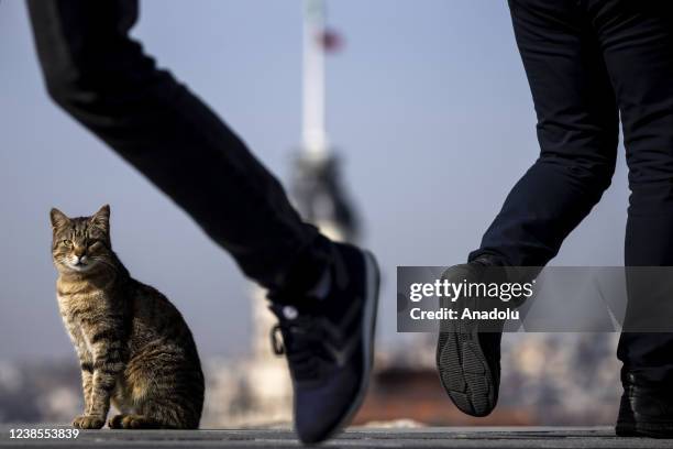 Stray cat is seen in front of The Maiden's Tower in Istanbul, Turkiye on February 17, 2022. Istanbul, known as the "city of cats", are photographed...