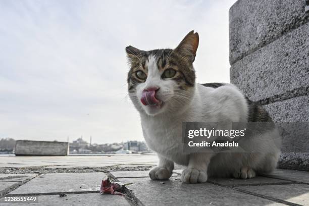 Stray cat eats a fish near the coast in Istanbul, Turkey on February 16, 2022. Istanbul, known as the "city of cats", was photographed on "World Cat...