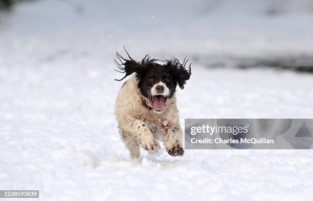 Northern Springer 40 Irish Springer Spaniel Stock Photos, High-Res Pictures, and Images ...