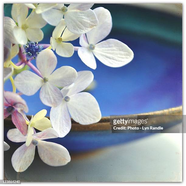 white hydrangeas - blue bowl stock-fotos und bilder