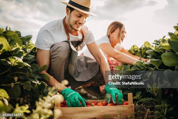 they are healthy - harvesting stock pictures, royalty-free photos & images