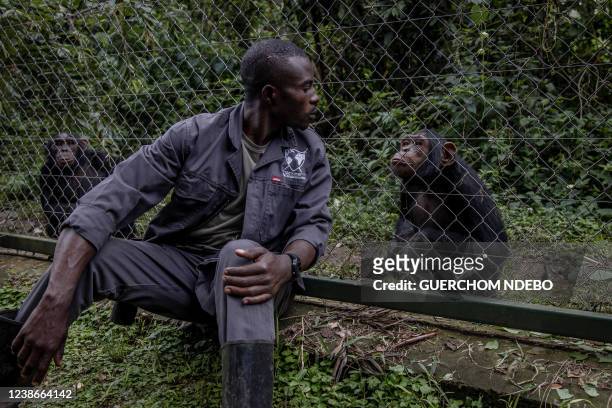 Ombeni Kulimushi plays with a chimpanzee at the Lwiro Primate Rehabilitation Center where he has worked for 14 years, 45 km from the city of Bukavu,...