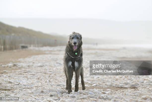 Boru, a two year old Irish Wolfhound is seen enjoying the sea foam washed up onto the beach as a result of Storm Franklin on February 21, 2022 in...