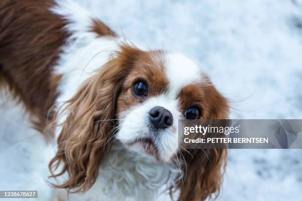 Cavalier King Charles Spaniels is pictured on February 7, 2022 in Oslo. - Cavalier King Charles Spaniels are known for their tiny heads, English...